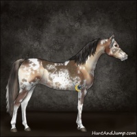 Horse Color:White Spotted Chocolate Palomino  and White Spotted Liver Red Onyx 