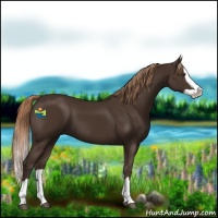 Horse Color:Liver Chestnut Splash 