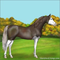 Horse Color:Liver Chestnut Splash 