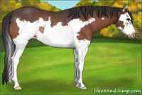 Horse Color:Brown Splash Frame Rabicano