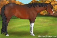Horse Color:Brown Appaloosa