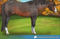 Horse Color:Brown Appaloosa