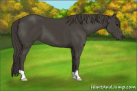 Horse Color:Smoky Black