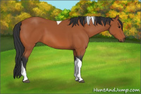 Horse Color:Bay Tobiano 