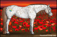 Horse Color:White Spotted Red Dun Ice Appaloosa 