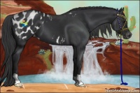 Horse Color:Black Appaloosa