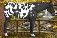 Horse Color:Liver Chestnut Appaloosa