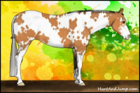 Horse Color:White Spotted Buckskin Sabino 