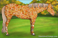 Horse Color:Palomino
