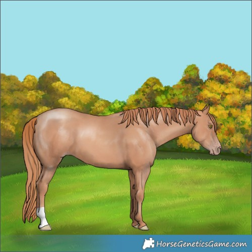 Horse Color:Gold Champagne 