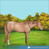 Horse Color:Gold Champagne