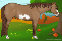 Horse Color:Gray Red Dun Frame