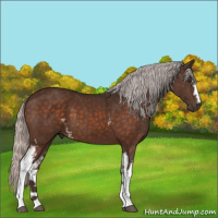 Horse Color:White Spotted Silver Brown