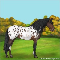 Horse Color:Brown Appaloosa