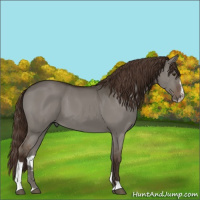Horse Color:Liver Red Dun Sabino