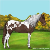 Horse Color:Liver Chestnut Tobiano Appaloosa 
