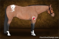 Horse Color:Bay Roan Appaloosa 
