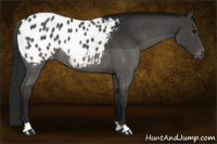 Horse Color:Gray Black Blanket Rabicano 