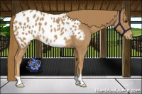 Horse Color:Chestnut Appaloosa Rabicano 