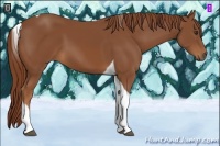 Horse Color:Chestnut Tobiano