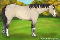 Horse Color:Buckskin Roan Dun Splash 