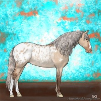 Horse Color:Silver Bay Dun Appaloosa Rabicano Brindle 