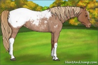 Horse Color:Red Roan Appaloosa Rabicano 