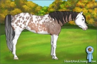 Horse Color:Bay Roan Splash Appaloosa 