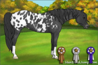 Horse Color:Blue Roan Near Leopard 