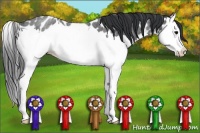 Horse Color:Blue Roan Splash Appaloosa Rabicano 