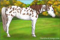 Horse Color:Red Roan Splash Appaloosa Rabicano 