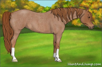 Horse Color:Red Roan 