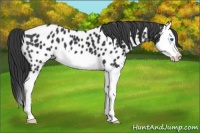 Horse Color:Black Splash Appaloosa 