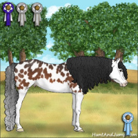 Horse Color:Brown Splash Leopard 