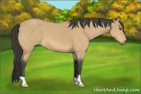 Horse Color:Buckskin Roan 