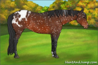 Horse Color:Brown Blanket
