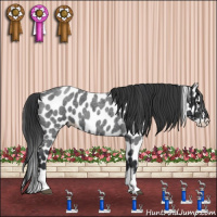 Horse Color:Blue Roan Splash Leopard 