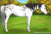 Horse Color:Bay Roan Splash Leopard 