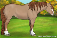 Horse Color:Red Dun Sabino
