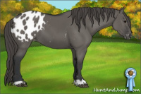Horse Color:Grullo Appaloosa