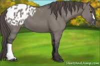 Horse Color:Grullo Appaloosa 