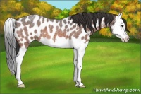 Horse Color:Brown Roan Splash Appaloosa 