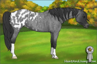 Horse Color:Blue Roan Near Leopard 