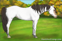 Horse Color:Bay Ice Appaloosa 