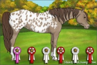 Horse Color:Classic Champagne Roan Near Leopard 