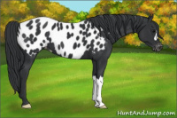 Horse Color:Black Appaloosa 