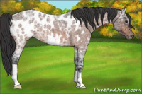 Horse Color:Bay Ice Roan Appaloosa 