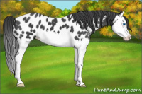 Horse Color:Blue Roan Splash Appaloosa 