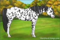 Horse Color:Black Appaloosa 