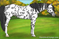 Horse Color:Blue Roan Leopard 